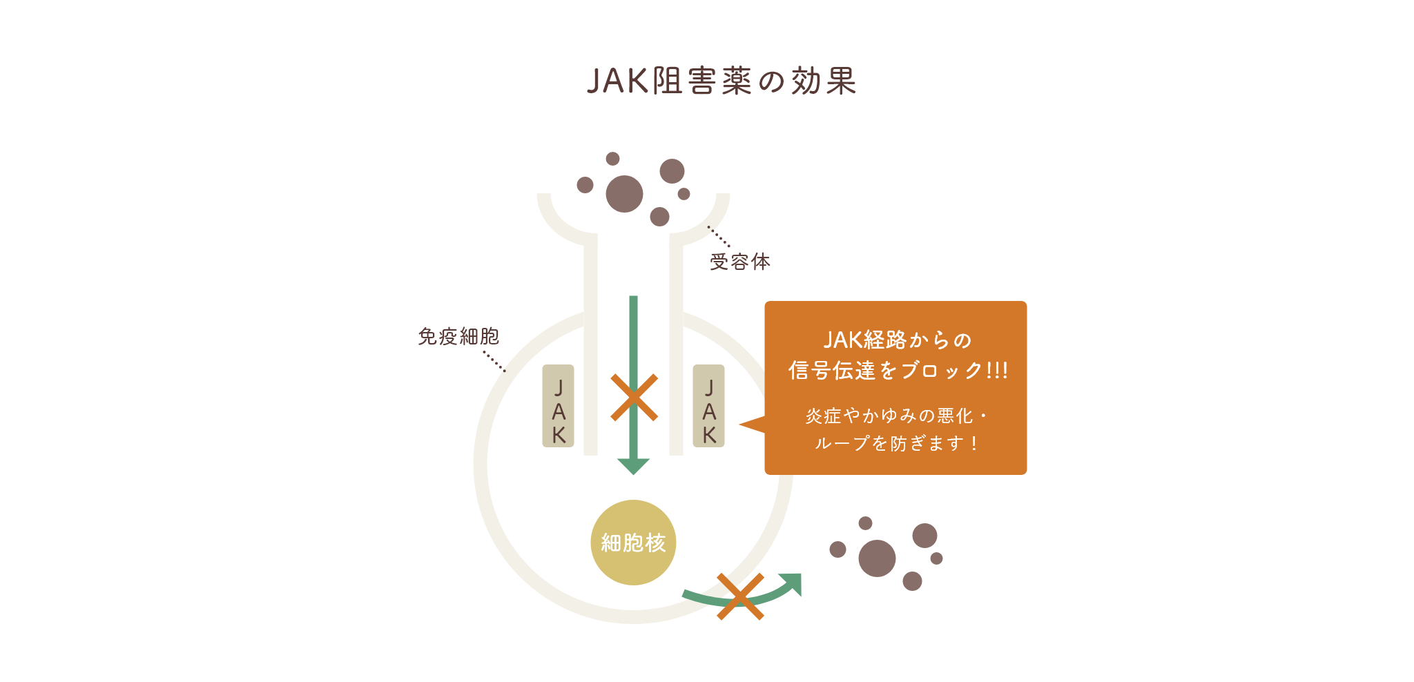 「JAK阻害薬の効果」JAK経路からの信号伝達をブロック!!!炎症やかゆみの悪化・ループを防ぎます！